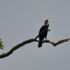 Kormoran - Lednice2054_W